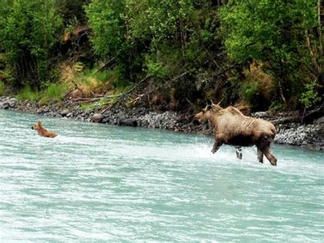 ALASKA KASILOF RIVER CABINS - Campground Reviews - TripAdvisor