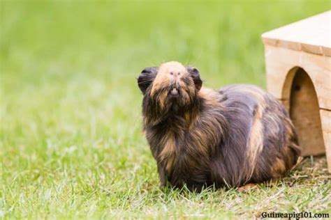 Moving Indoor Guinea Pigs Outside Risks And Steps To Follow