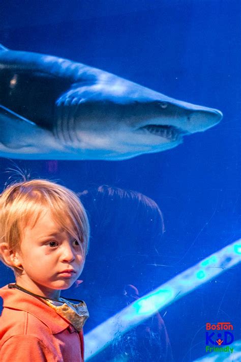 Visiting the Mystic Aquarium? What you need to know before you go.