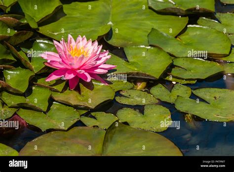 Pink Water Lilly Blossom Stock Photo - Alamy