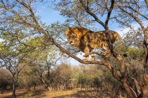 Can Lions Climb Trees A Z Animals