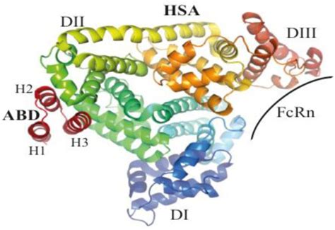 Structure Of The Complex Formed By Alb8 Ga And Hsa The Albumin Binding