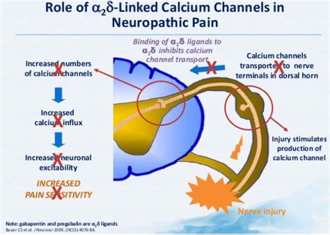 Pregabalin Mechanism, Side Effect And Uses, 58% OFF