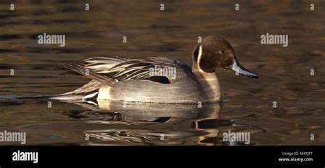 Northern Pintail Anas Acuta Swimming In Pond Winter Stock Photo Alamy