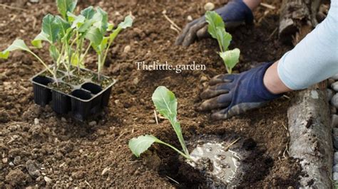 7 Cauliflower Plant Stages: A Guide to Growing Abundant Cauliflowers in Your Garden