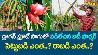 Dragon Fruit Farming డరగన ఫరట సగల రరజ Doovi