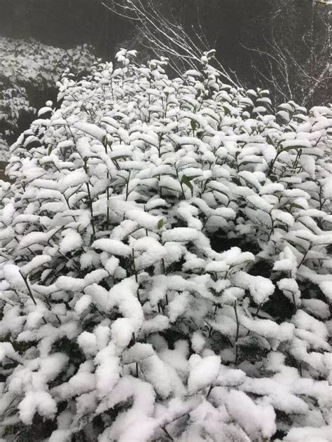 太美了！宜賓真的下雪啦！打雪仗、堆雪人、花式曬雪，約起！ 每日頭條