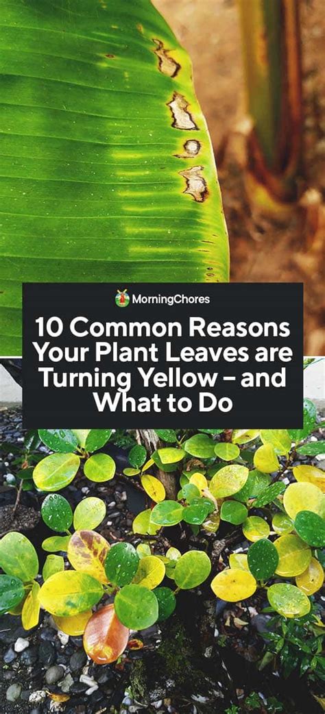 10 Common Reasons Your Plant Leaves Are Turning Yellow And What To Do