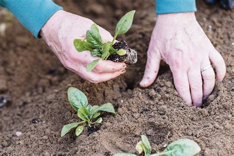 Todo Lo Que Necesitas Saber Sobre El Cultivo De Can Nigos La Planta