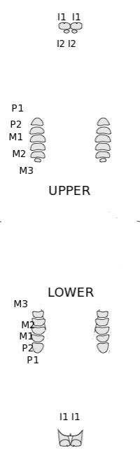 Rabbit Dental Chart Lafebervet