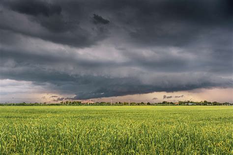 Illinois Cover Crop Program Application Period Opens Thursday