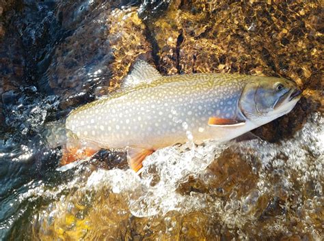 Coaster Brook Trout Lake Superior Rfishing