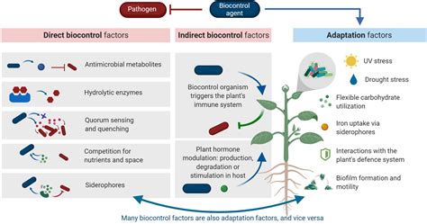 Frontiers Modes Of Action Of Microbial Biocontrol In The Phyllosphere