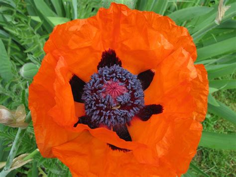 Mohn Blume Bl Te Kostenloses Foto Auf Pixabay