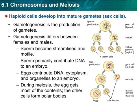 Ppt Key Concept Gametes Sex Cells Have Half The Number Of