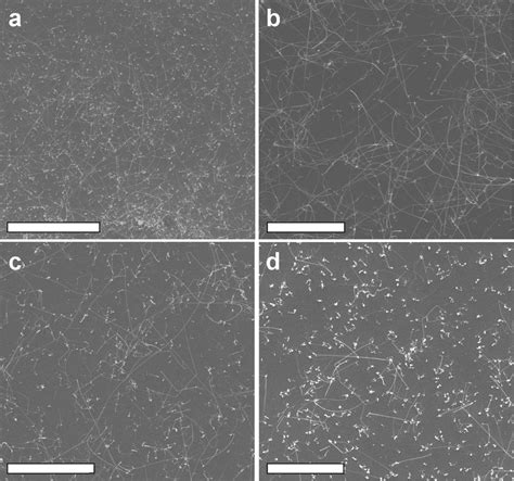 SEM Image Of Typical Si 1 X Ge X NWs Growth Substrates Showing A High