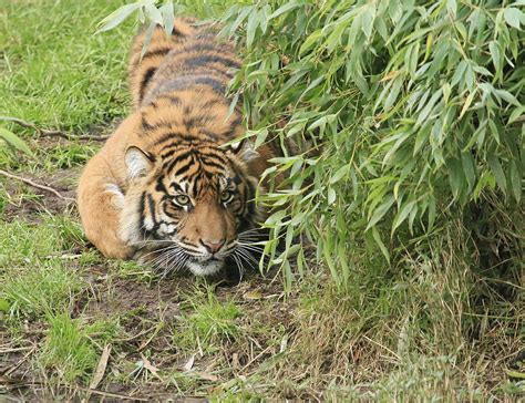 Ready To Pounce Photograph By Steve Mckinzie