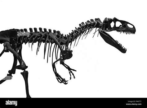 T Rex Bones Silhouette