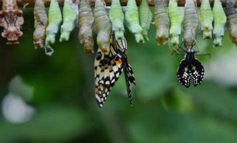 picture nature wings insect butterfly arthropod ladybug