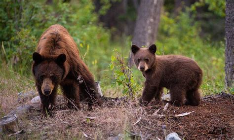 bear den    grom life