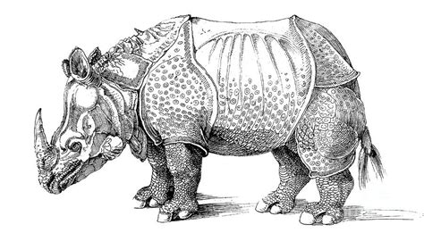 Rhinoceros Drawing by Albrecht Durer - Pixels