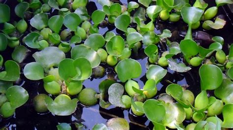 Eichhornia crassipes | Invasive plant species in Portugal