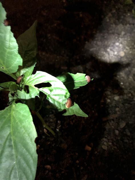 Brown beetles eating away all leaves...help! How do I stop this non