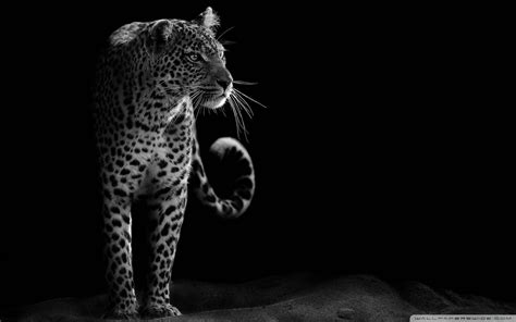 HD Leopard Wallpapers - 4k, HD Leopard Backgrounds on WallpaperBat