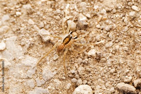 Ground wolf spider, Draposa atropalpis at Satara, Maharashtra Stock ...