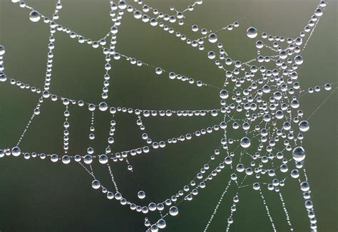 Waterdroplets On Spider Web By Chris Martin Bahr Science Photo Library