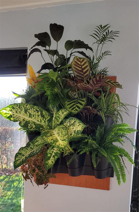 First try at creating a green wall : r/houseplants