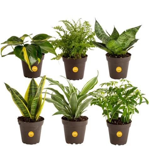 Costa Farms Live House Plants 6 Pack Easy To Grow Live Indoor