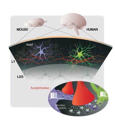 Of Men And Mice Max Planck Neuroscience