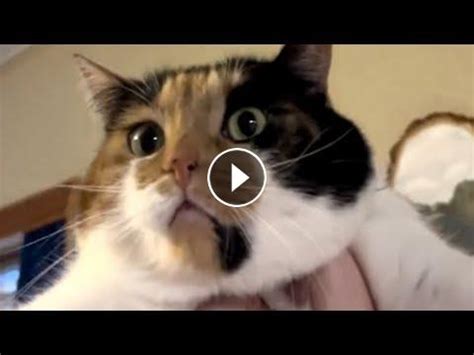 Quiet shelter cat won't stop talking after adoption #Video