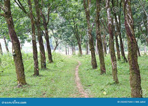 Natural Raw Rubber Tree Plant Stock Photo - Image of botanic, lumber ...