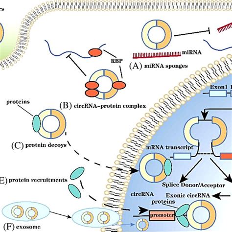 The Biogenesis And Biological Functions Of Circular Rnas Circrnas