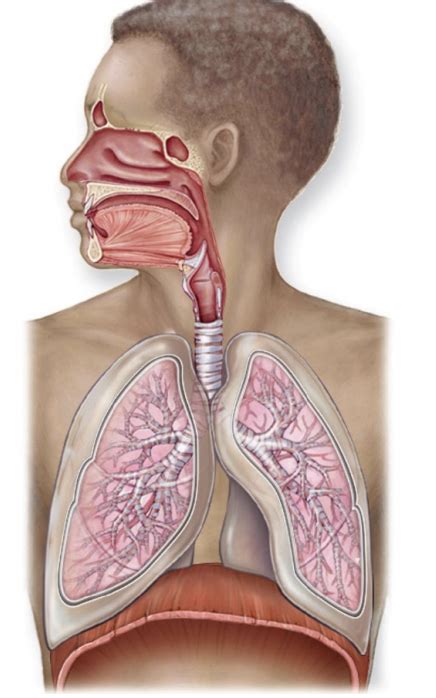 Upper Respiratory Tract Diagram Quizlet