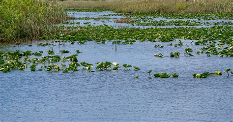 Dyk Celebrating World Water Day And The Protection Of South Fls Water