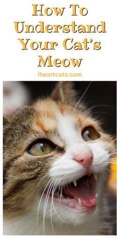 How To Understand Your Cats Meow Cats Kitten Adoption Kitten Grooming