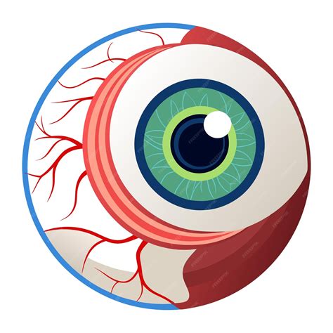 human eyeball anatomy clip art  vector design   white
