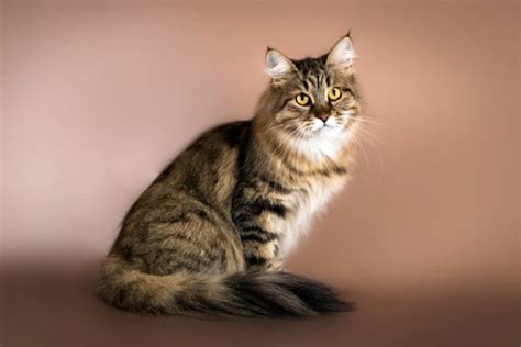 How Much Does A Siberian Cat Cost Price Guide Hepper