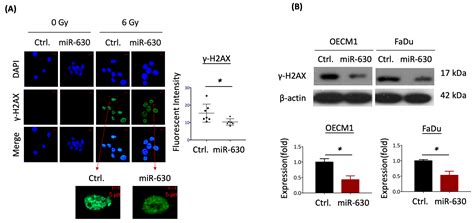 Cells Free Full Text Mir 630 Promotes Radioresistance By Induction