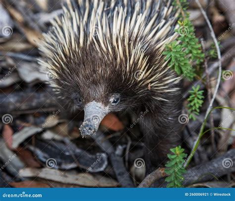 Short Beaked Echidna Bushland Of Brisbane Water National Park On