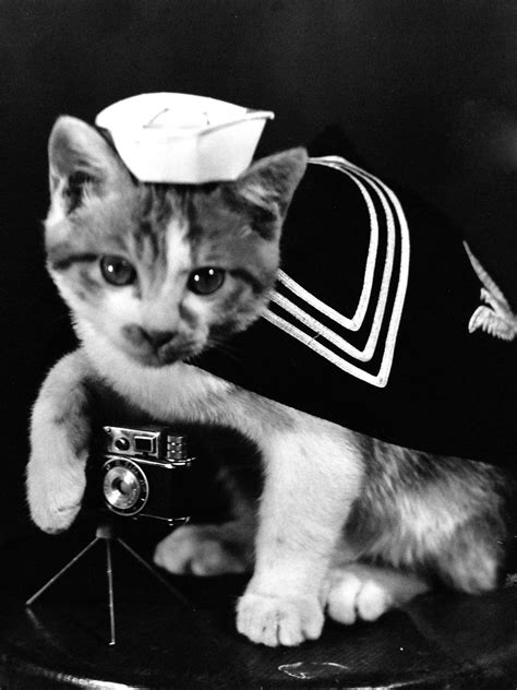 The forgotten history of cats in the navy