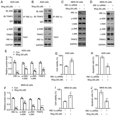 Wogonoside Promotes Apoptosis And Er Stress In Human Gastric Cancer