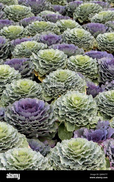 Decorative Cabbage Brassica Oleracea Acephala Biennial Plant With Great Ornamental Value The