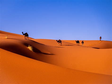 All the Reasons to Visit the Sahara Desert - Traveler Dreams