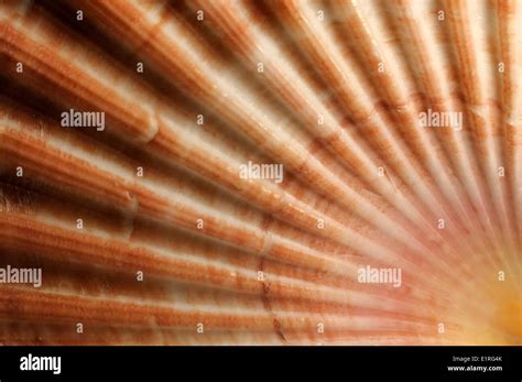 Scallop Detail Hi Res Stock Photography And Images Alamy