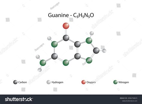 Molecular Formula Of Guanine Guanine Is Found Royalty Free Stock Vector 2096758615