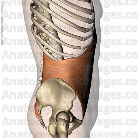 Anatomy Stock Images Spine Musculus Multifidus Muscle Multifidi